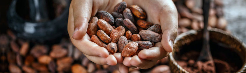 cocoa chocolate beans
